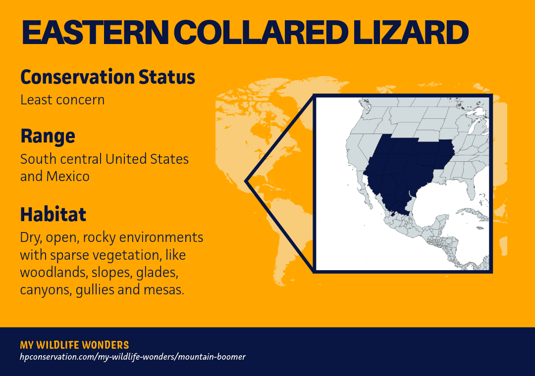 Map-based graphic highlighting the Eastern collared lizard’s range across the south-central United States and Mexico, alongside text describing dry, open, rocky habitats with sparse vegetation such as glades, canyons, and mesas.