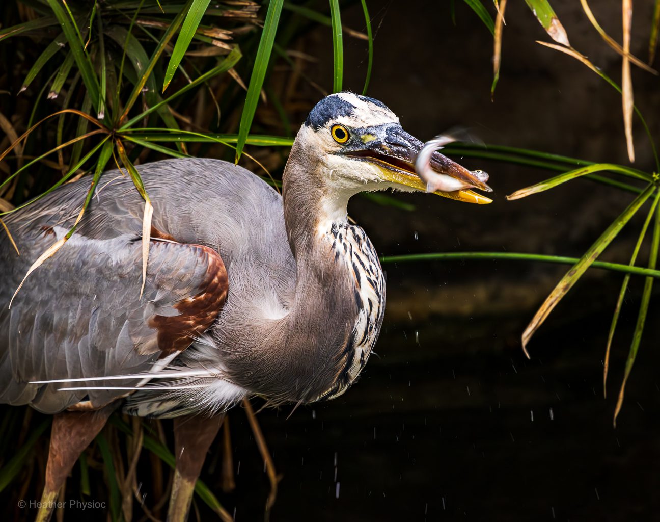 A great blue heron grips a small silver fish in its sharp yellow beak, droplets of water spraying midair from its sudden strike. The bird’s golden eye is wide and alert, feathers bristling as it twists its long neck in triumph. Around it, tall reeds frame the moment, while the dark water behind adds contrast that makes the captured prey gleam.
