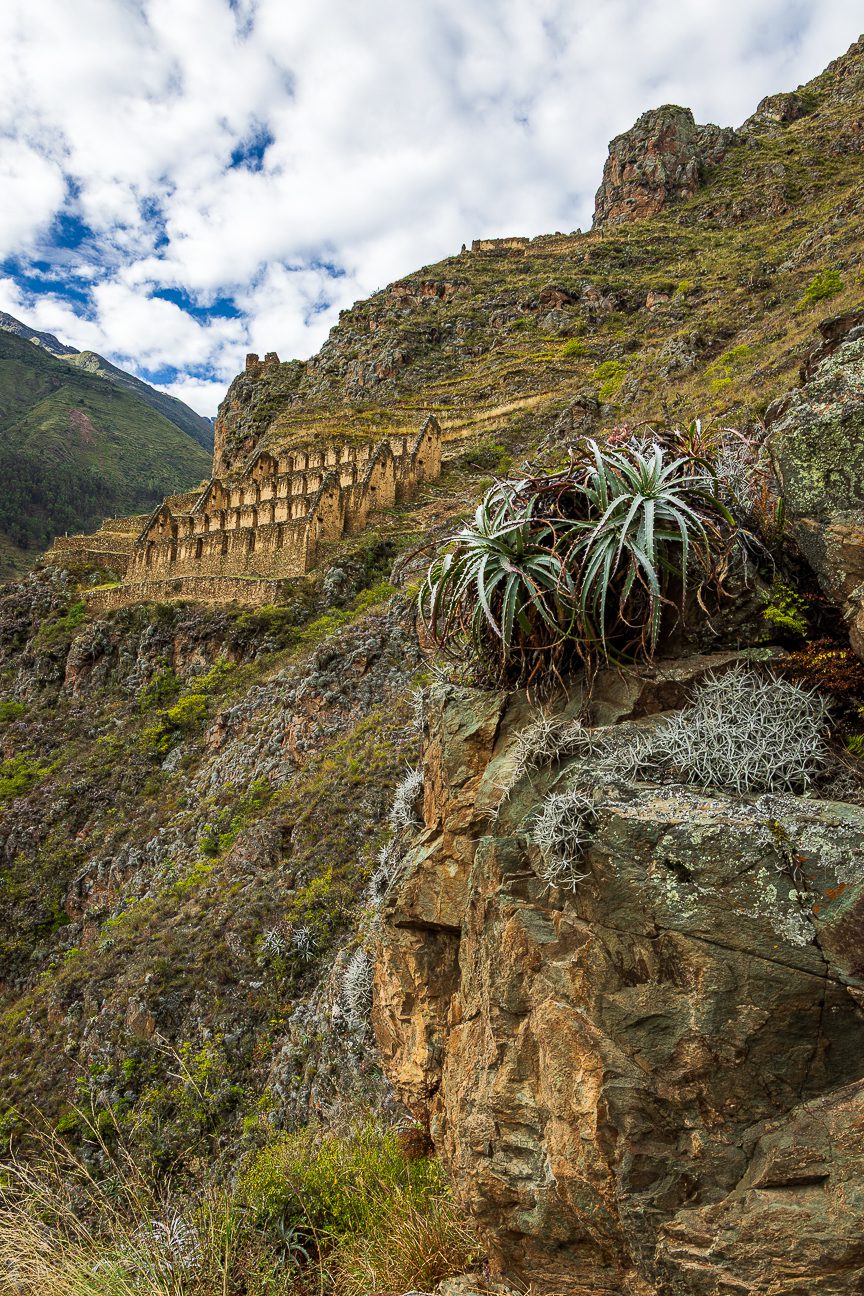 Terraced stone ruins cling to the steep mountainside of Peru’s Sacred Valley, their weathered golden walls catching the sun beneath a broad sky of fast-moving white clouds. Jagged green peaks rise behind the ruins, while the foreground cliff bristles with hardy plants—spiky agave and silver-gray moss—that root themselves in the rock. The scene radiates both grandeur and endurance, echoing the legacy of the Inca.