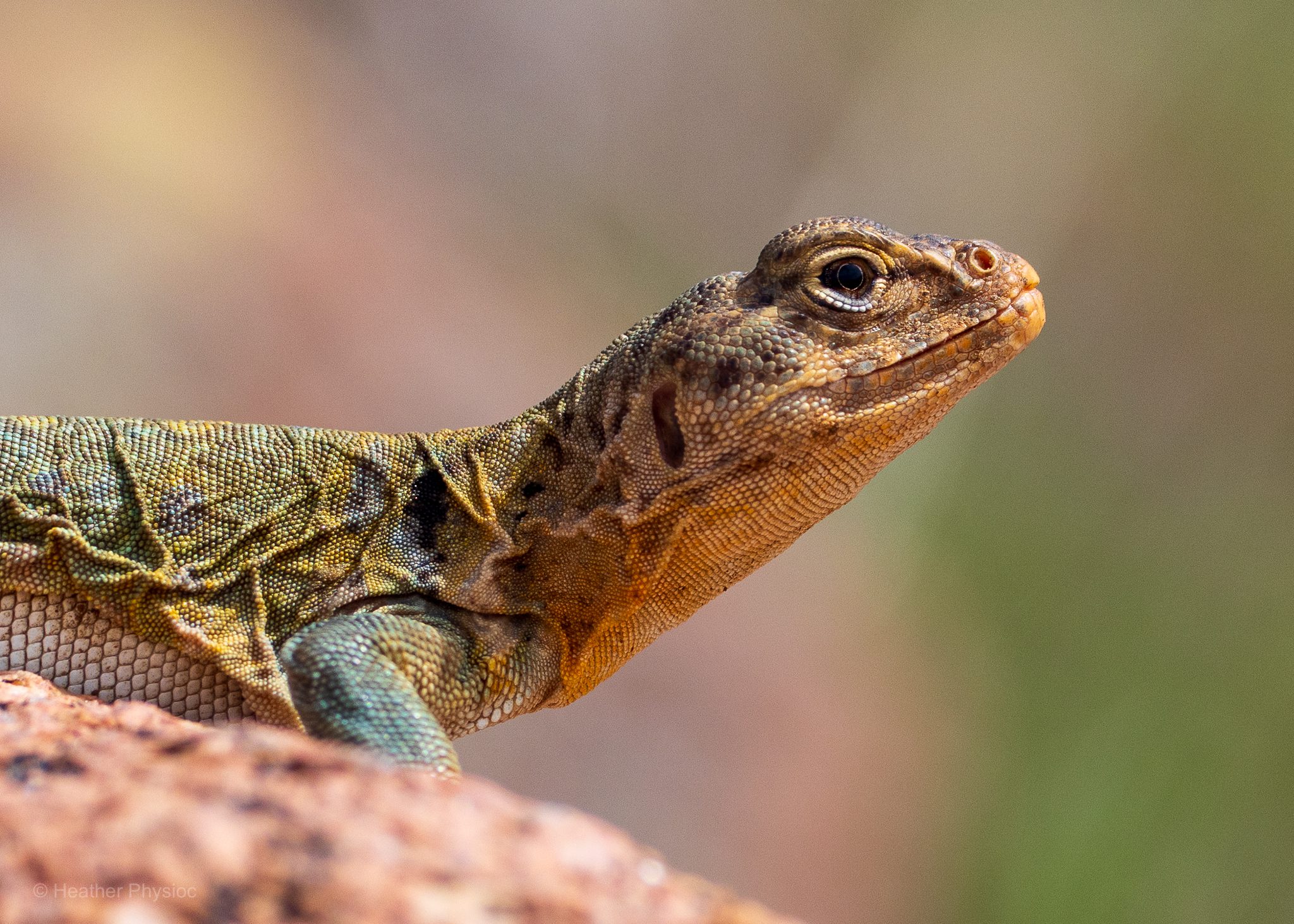 A close-up photograph of an Eastern Collared Lizard resting on a reddish rock. The lizard’s scaly skin shows intricate textures in shades of green, yellow, and tan, with a bold black collar marking on its neck. Its head is raised slightly, the eye sharply in focus, with the background softly blurred in warm tones of beige and green.