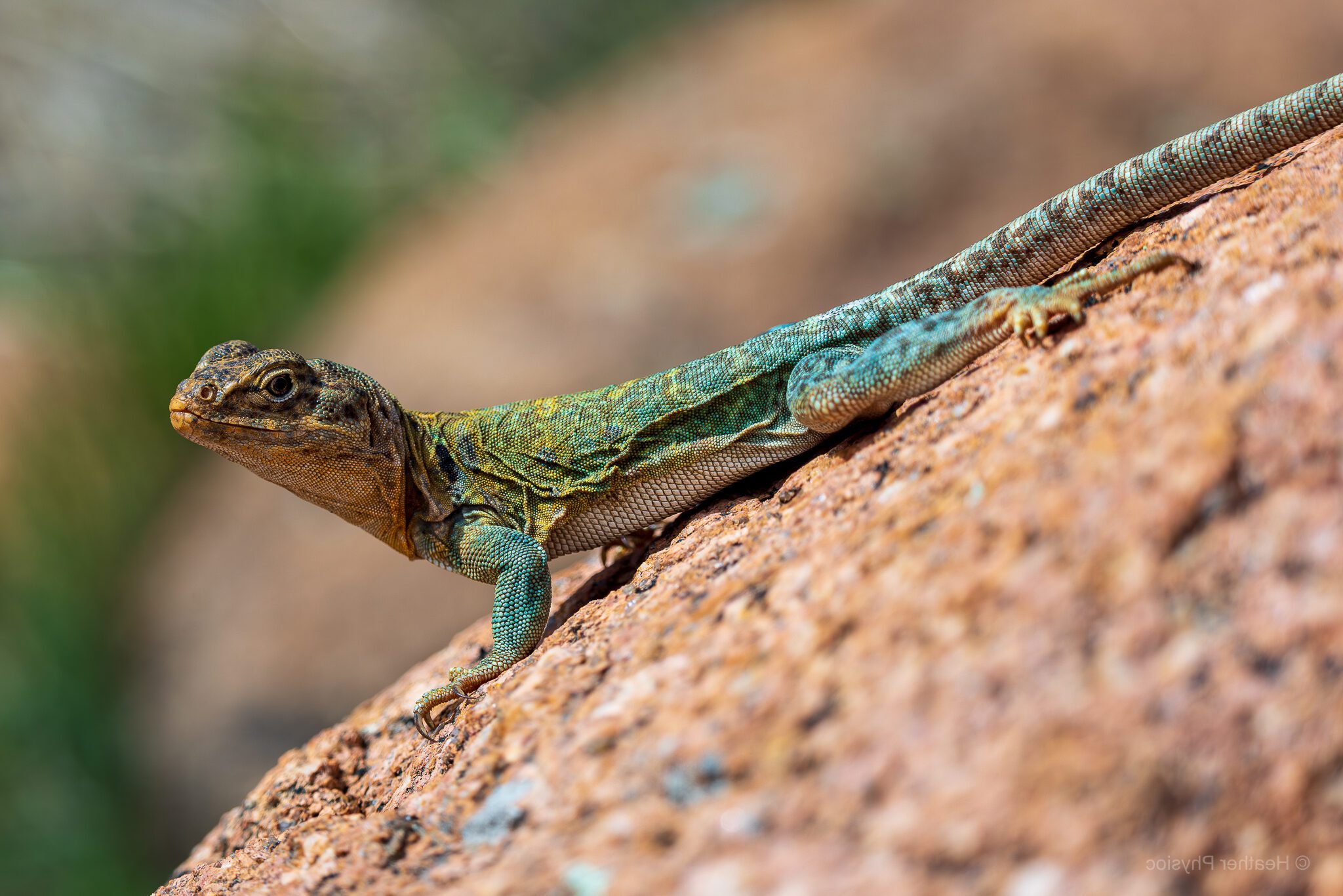 An Eastern Collared Lizard stretches across a reddish rock in the sunlight. Its long slender body shows vivid green, turquoise, and yellow scales, with a distinctive black collar marking at the neck. The lizard grips the rock with clawed toes while its tail extends far behind, blending into the rocky terrain. The blurred background of greens and browns emphasizes the sharp detail of the lizard’s textured skin.
