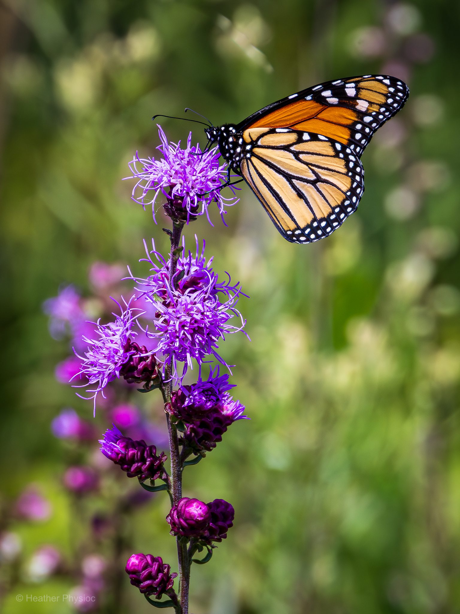 A monarch butterfly perches delicately on a tall blazing star (Liatris spicata) bloom, its vivid orange-and-black wings spread in profile against a soft, blurred green background. The butterfly’s white-spotted black borders contrast sharply with the flower’s vibrant purple tufts, while unopened magenta buds spiral down the stem below. Sunlight highlights the intricate wing veining and fine details of the flower’s petals, evoking a sense of calm and the fleeting beauty of summer pollinators.