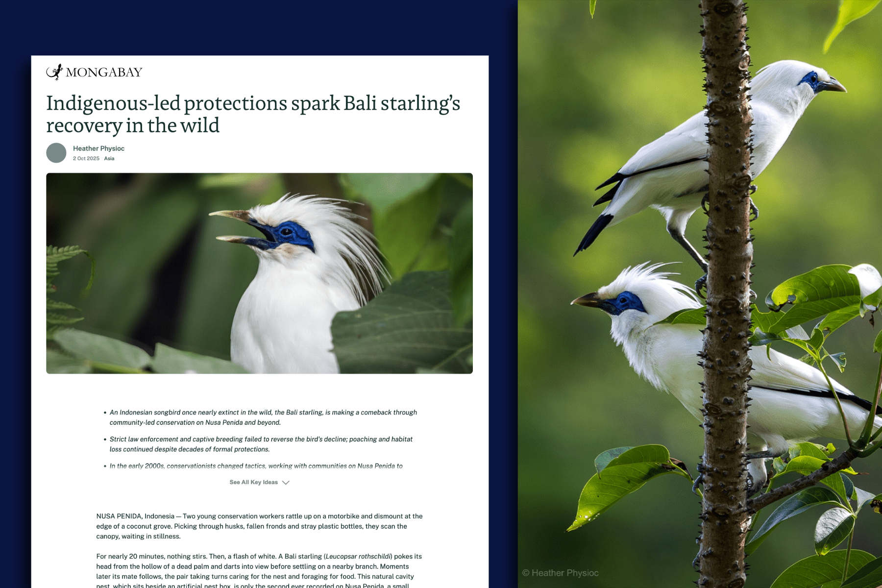 Screenshot of Heather Physioc’s Mongabay feature titled “Indigenous-led protections spark Bali starling’s recovery in the wild,” showing a Bali starling with white plumage and vivid blue facial skin perched among green leaves, alongside a companion image of two Bali starlings on a slender tree branch in a lush Indonesian forest, illustrating the species’ recovery in Nusa Penida.