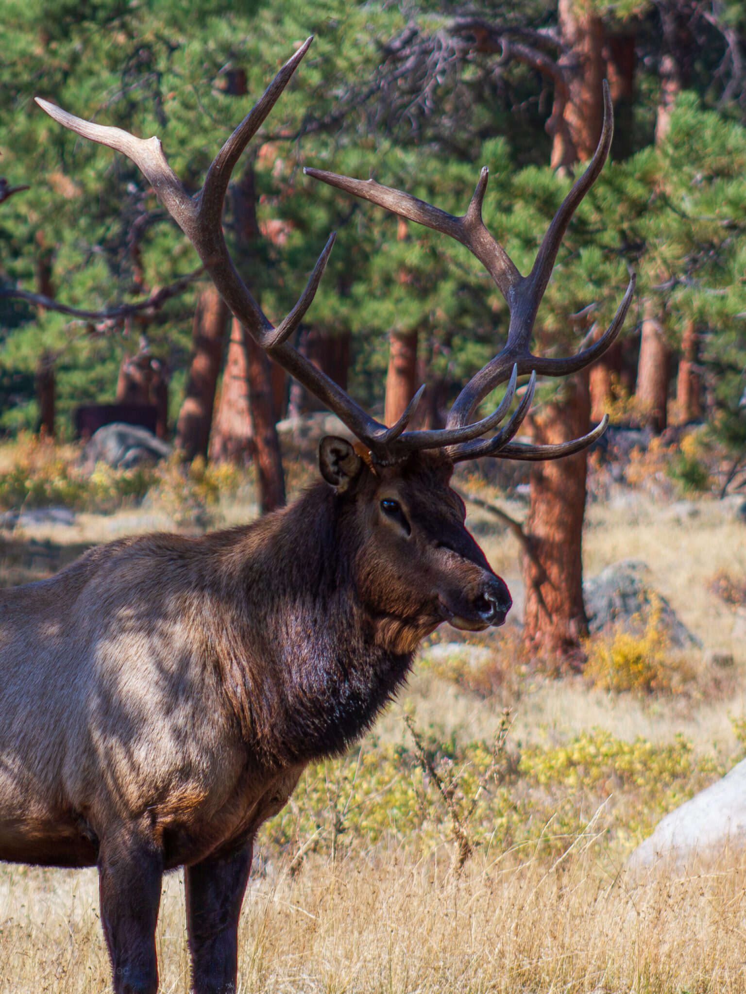 A large bull elk with impressive, mature antlers stands in dry grass, casting a shadow across its dark neck and facing a background of sunlit pine trees.