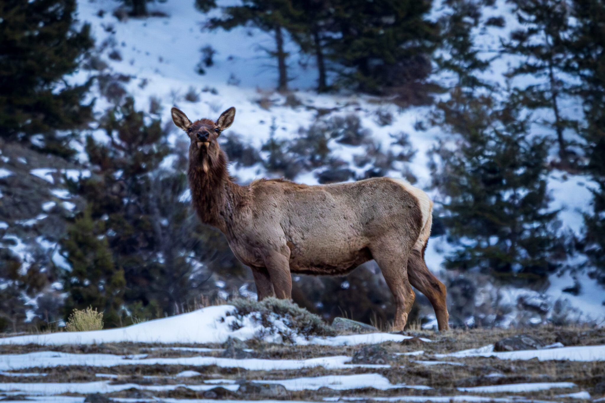 A mature cow elk stands on a snow-dusted ridge in the Absaroka Range, Montana, facing the camera with a dark mane and light winter coat against a forested, snowy background.