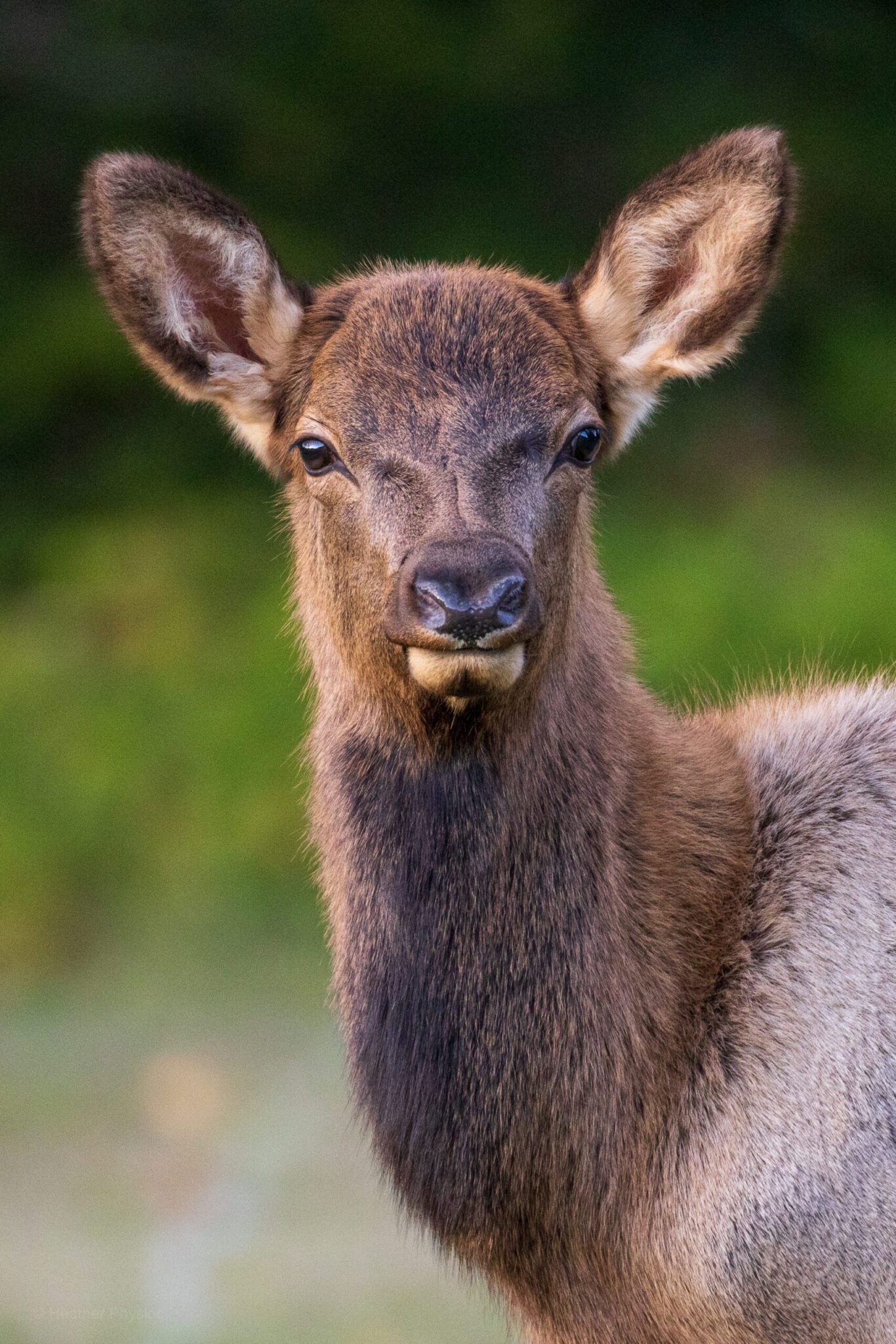 A close-up portrait of a young elk's head and neck. It has large ears and soft, dark fur around its face, set against a blurred green background.
