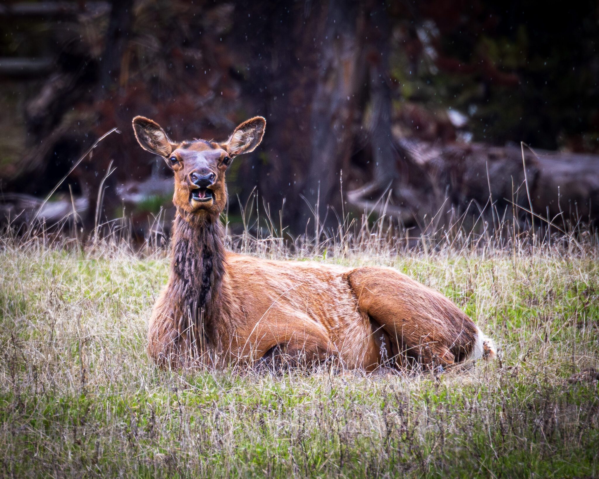 A cow elk sits resting in a rainy, short green field, facing away from the camera and looking up. Its winter coat appears wet and is light gray and tan over the body.
