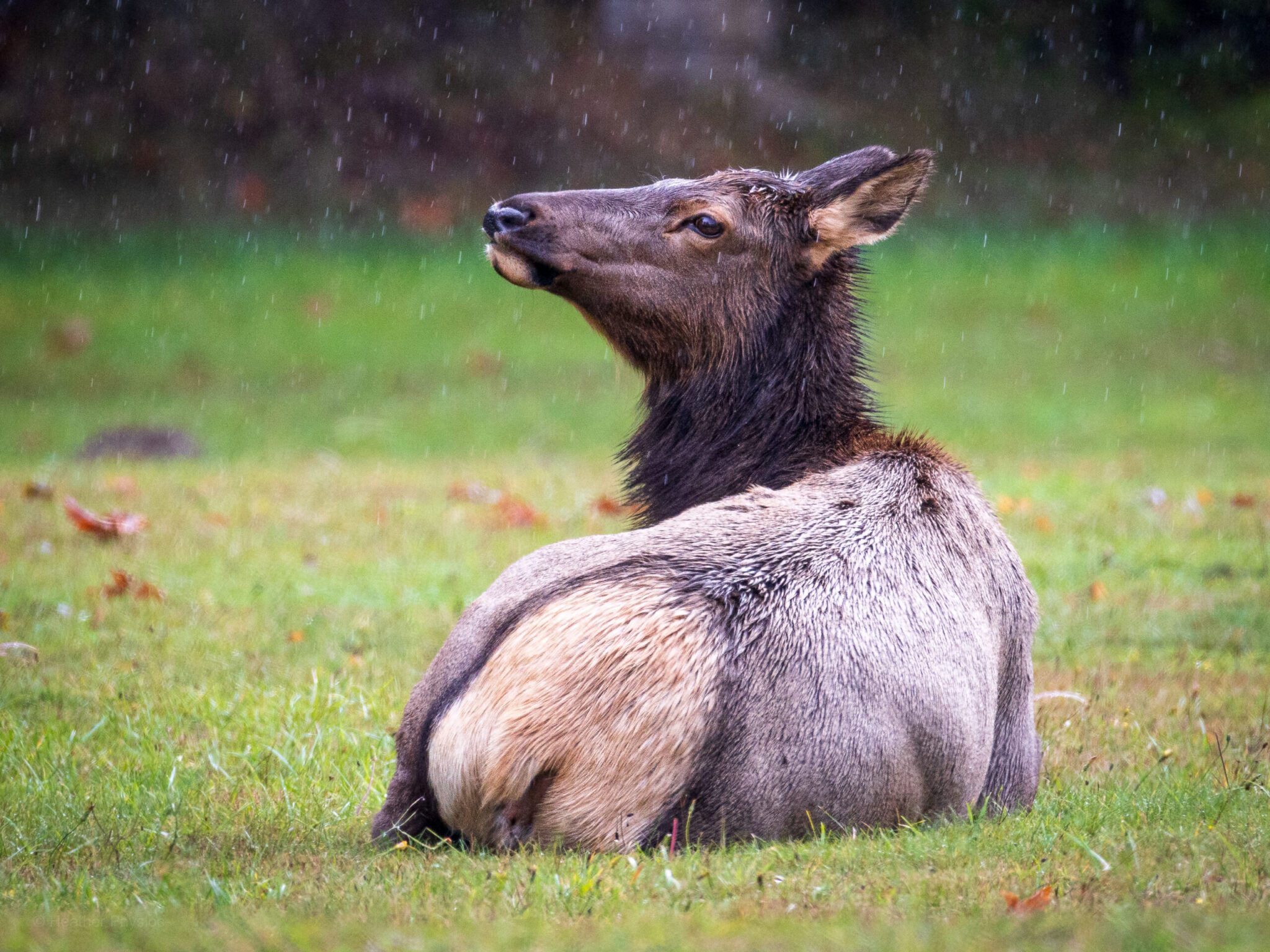 A rear view of a cow elk sitting and looking up into a rain shower in a Pacific Northwest meadow. The photo clearly shows the wide, light-colored rump patch (wapiti) and the texture of the wet fur.