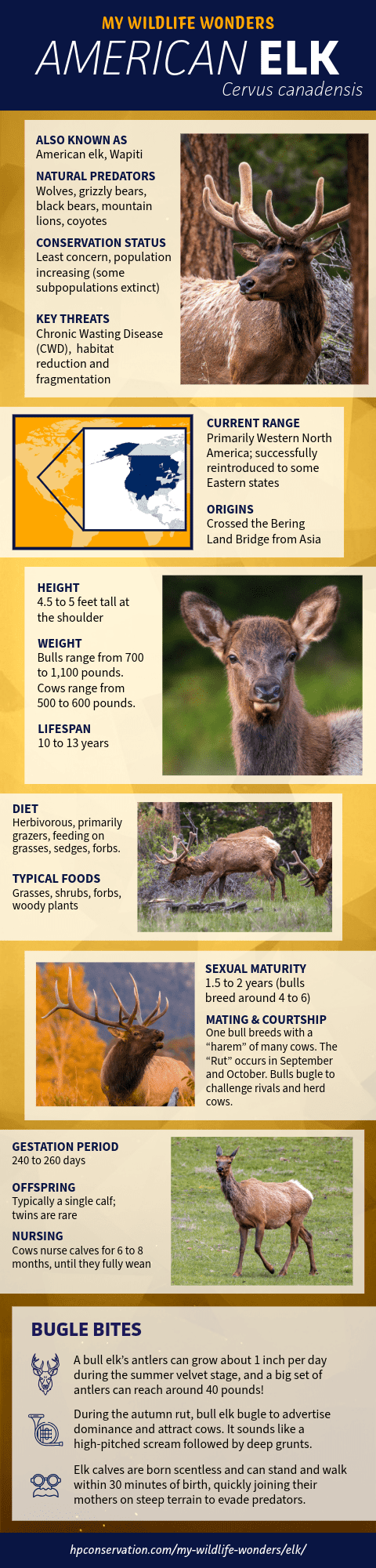 A comprehensive infographic titled "American Elk: Cervus canadensis." It details the elk's natural history, including key facts on height, weight, lifespan, diet, natural predators (wolf, bear, mountain lion), conservation status (least concern), and key threats (CWD, habitat loss). The infographic uses a map to show the current range and includes a "Bugle Bites" section with fun facts about antlers, the bugle call, and the elk's ancient "ivory" teeth.