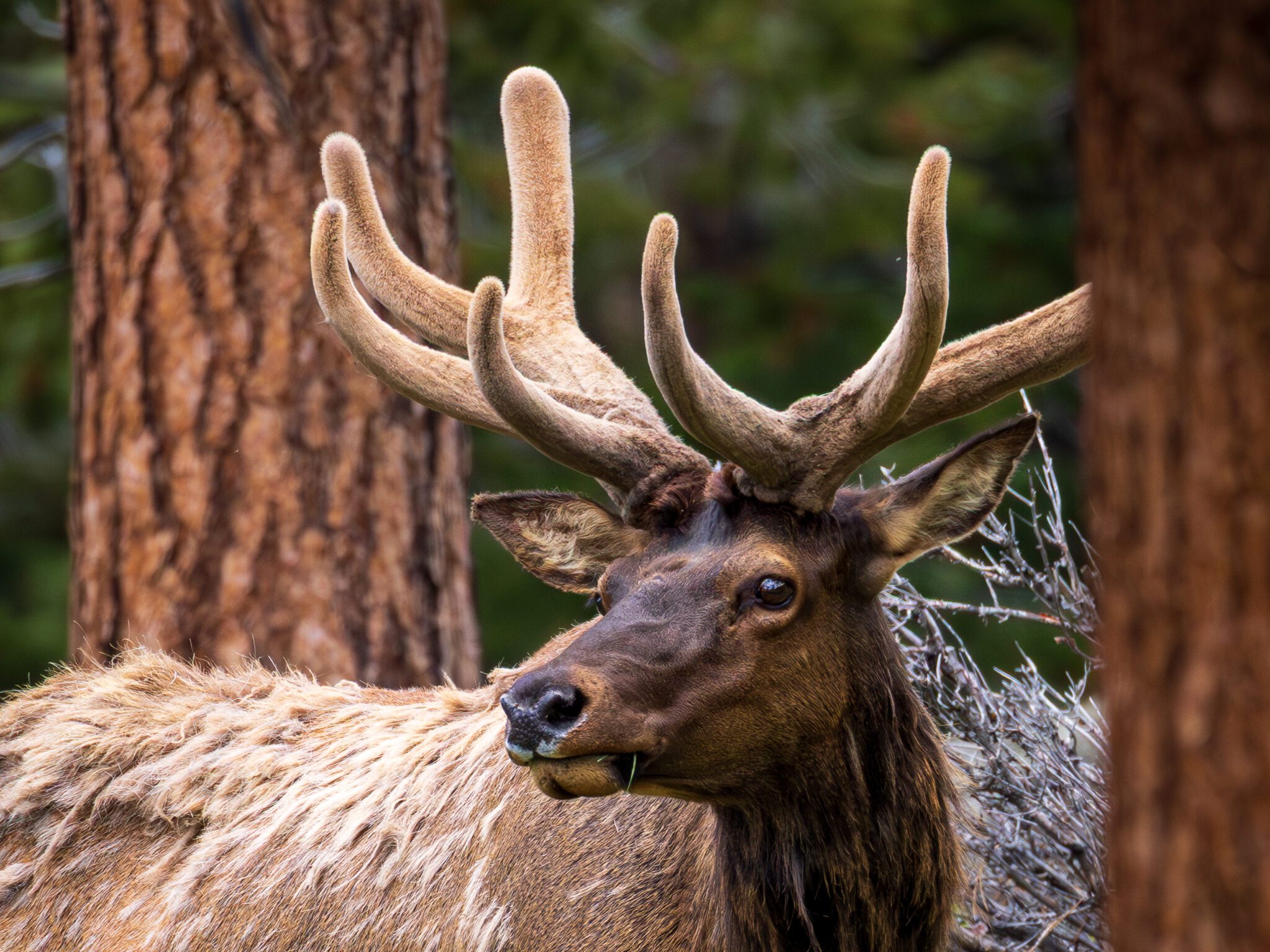 A bull elk stands among pine trees in Rocky Mountain National Park in May. Its antlers are covered in brown velvet, indicating new growth, and its coat is thick with brown winter fur.