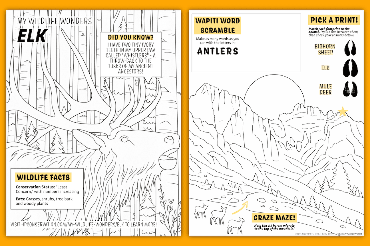 Two-page children's wildlife activity sheet themed around elk, featuring black-and-white coloring pages, fun facts, a word scramble using "ANTLERS," an elk migration maze through mountain scenery, and a hoof print matching game. Designed with bold outlines and educational content about elk habitat, diet, and conservation.