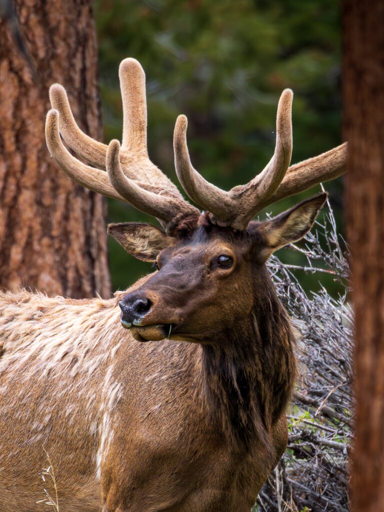 A close-up of a young bull elk with fuzzy, multi-tined antlers covered in velvet, partially obscured by pine trees and forest undergrowth.