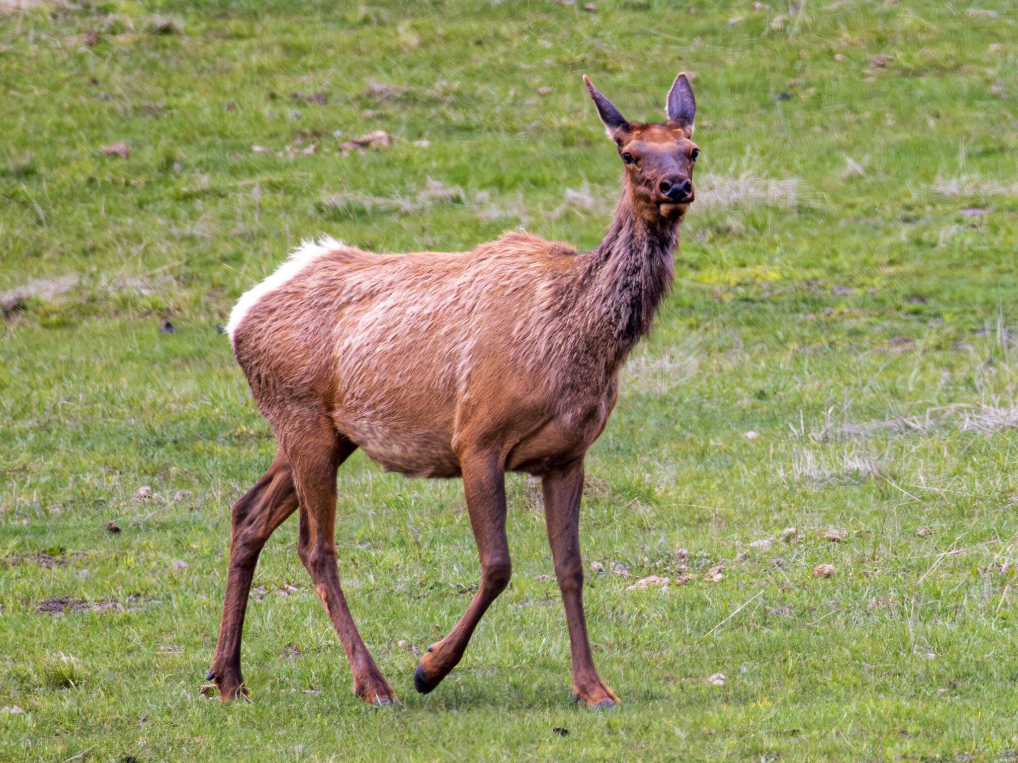 A young cow elk stands in a green grassy field, with its shaggy brown winter coat shedding and showing a contrasting light tan rump patch.
