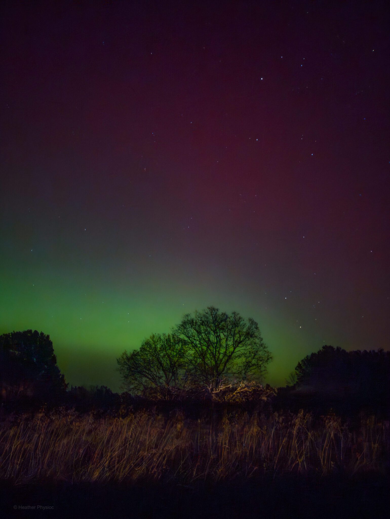 A leafless tree stands silhouetted against a glowing band of green aurora near the horizon, with deep red and purple aurora colors fading upward into the night sky. Stars are visible overhead, and tall grasses fill the darker foreground beneath the illuminated sky.