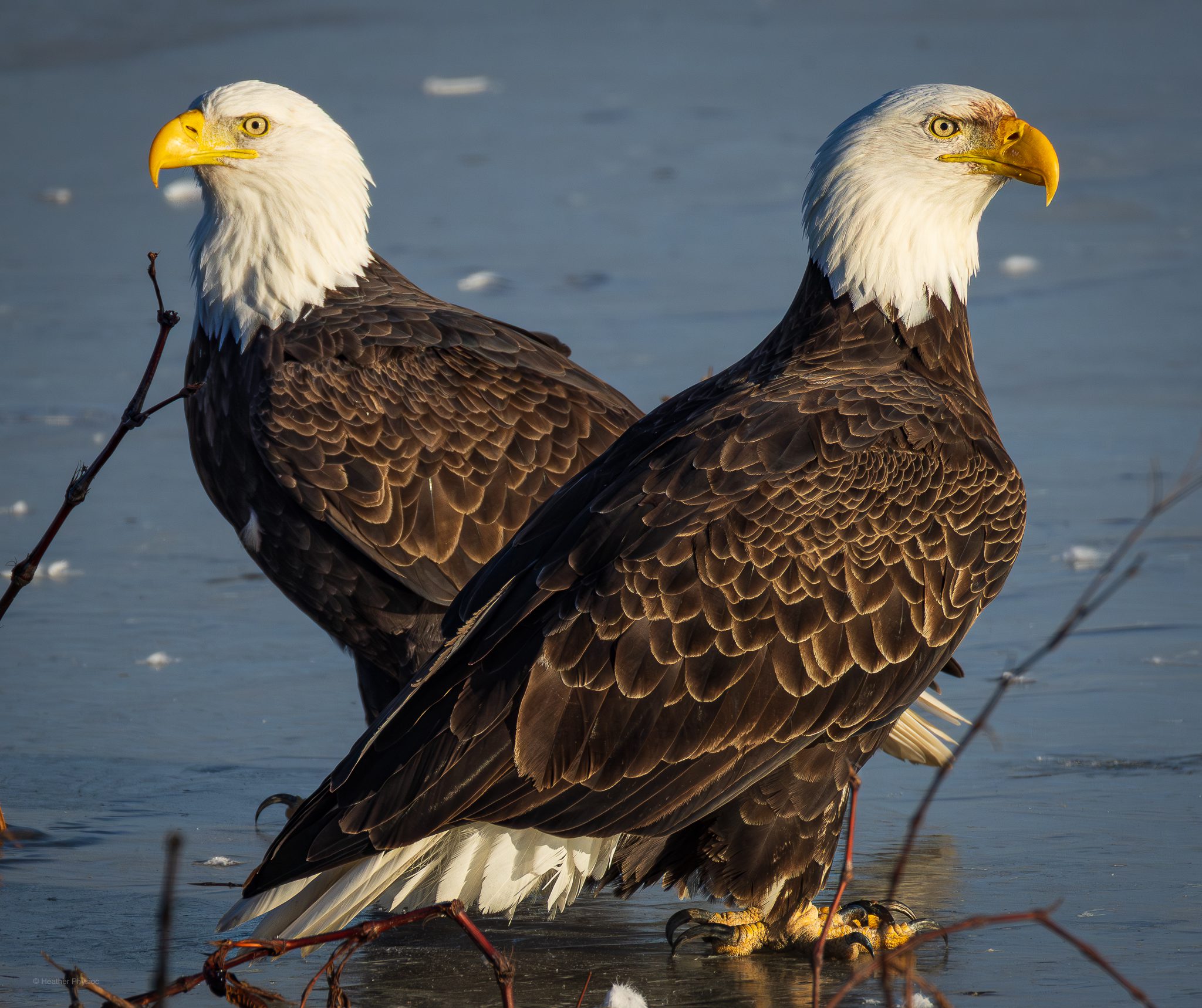 Two adult bald eagles stand close together on frozen, pale blue ice, their bodies angled slightly away from each other while their heads face opposite directions. Both have bright white heads and tails, dark brown layered feathers, and vivid yellow hooked beaks and talons. Low winter light highlights the scalloped texture of their feathers, with thin twigs and ice fragments scattered in the foreground, creating a quiet, wintry waterside scene.