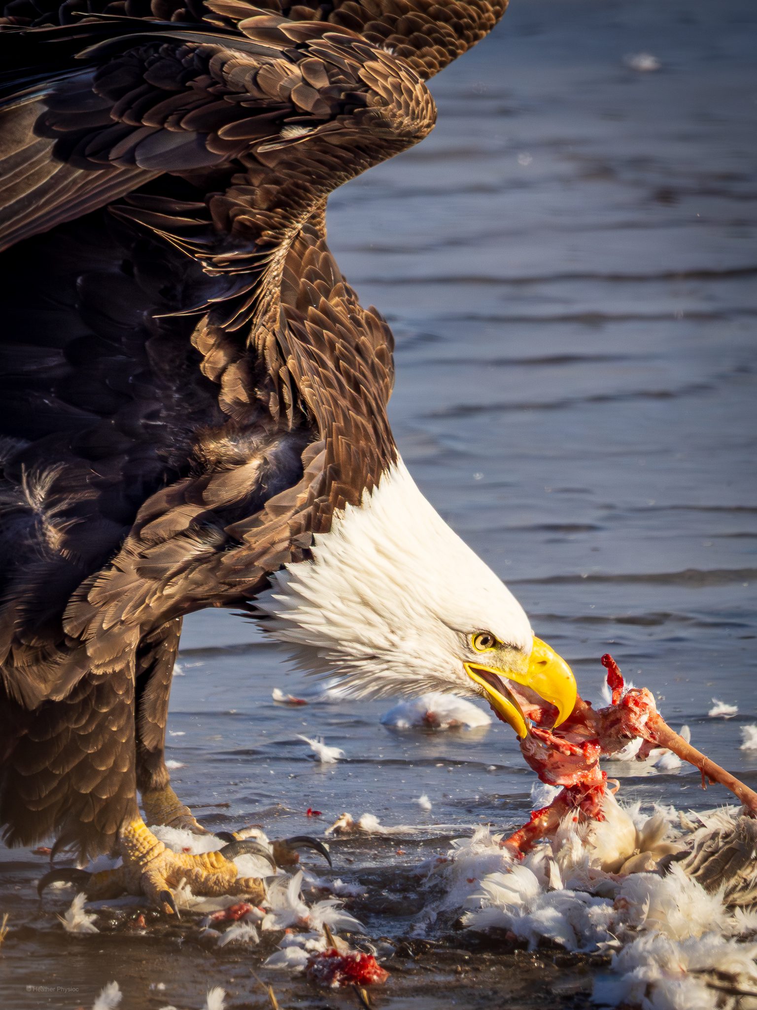 An adult bald eagle bends low over the frozen edge of shallow water, gripping a snow goose carcass with its yellow talons while tearing at exposed red flesh with its hooked yellow beak. Dark brown wings arch partially open above its body, white head feathers flared, with scattered white down and feathers spread across the ice and rippled water behind, capturing the intensity of feeding behavior in winter.