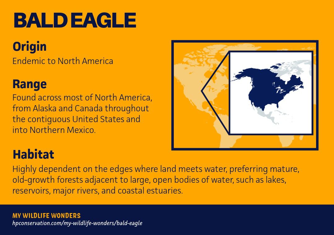 An educational graphic titled “Bald Eagle” with a bright gold background and dark blue text. The left side lists origin (endemic to North America), range (from Alaska and Canada through the contiguous United States into northern Mexico), and habitat (forested shorelines near large lakes, rivers, reservoirs, and coastal estuaries). On the right, a stylized map highlights North America in dark blue within a framed inset. A footer reads “My Wildlife Wonders” with a website link.