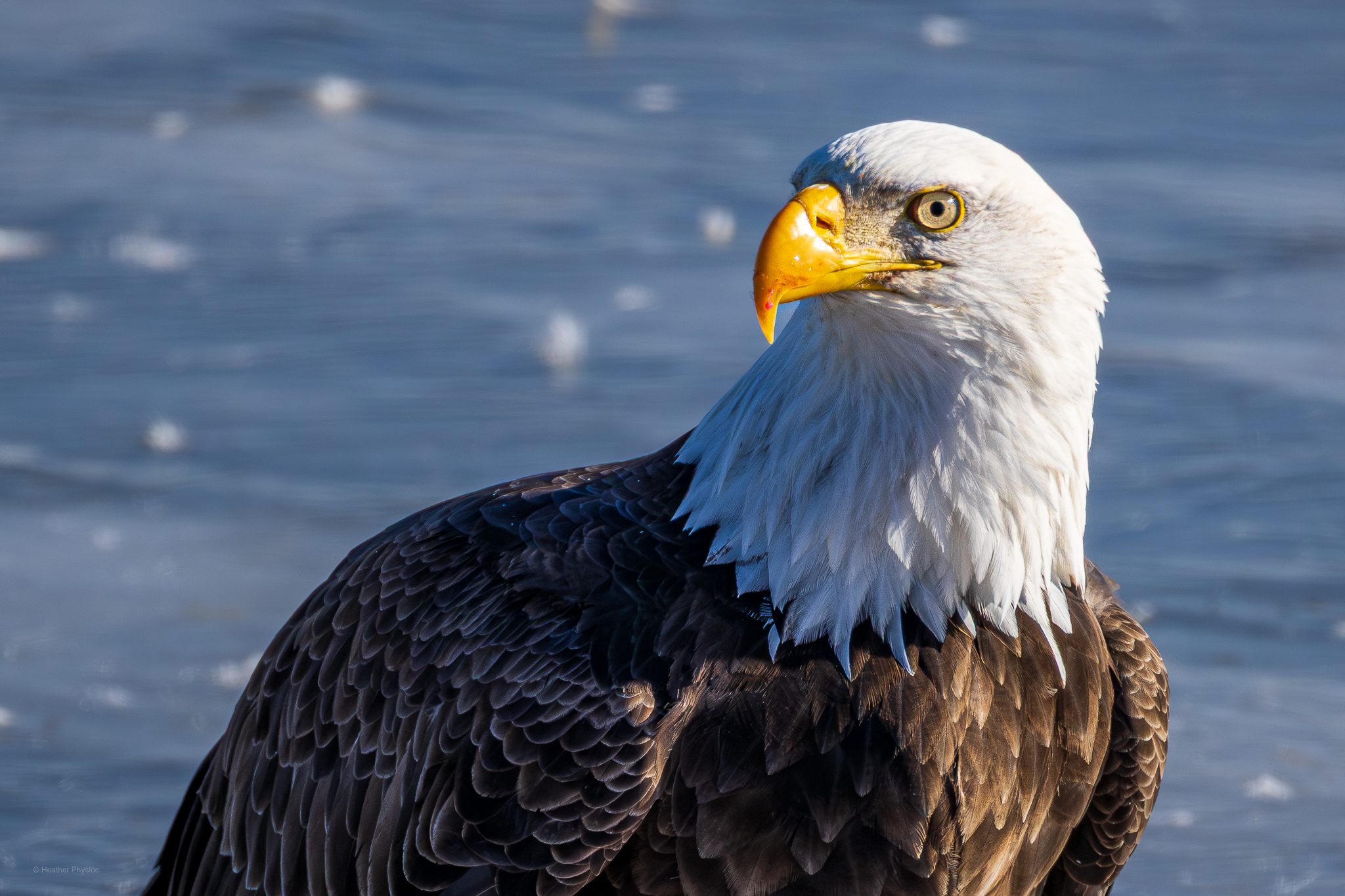 A close, sharply focused portrait of an adult bald eagle with a white head and neck and dark brown body feathers, perched against a soft blue background of rippled water. The eagle’s bright yellow hooked beak shows a small smear of red near the tip, suggesting a recent meal, while its pale eye looks alert and slightly off to the side.