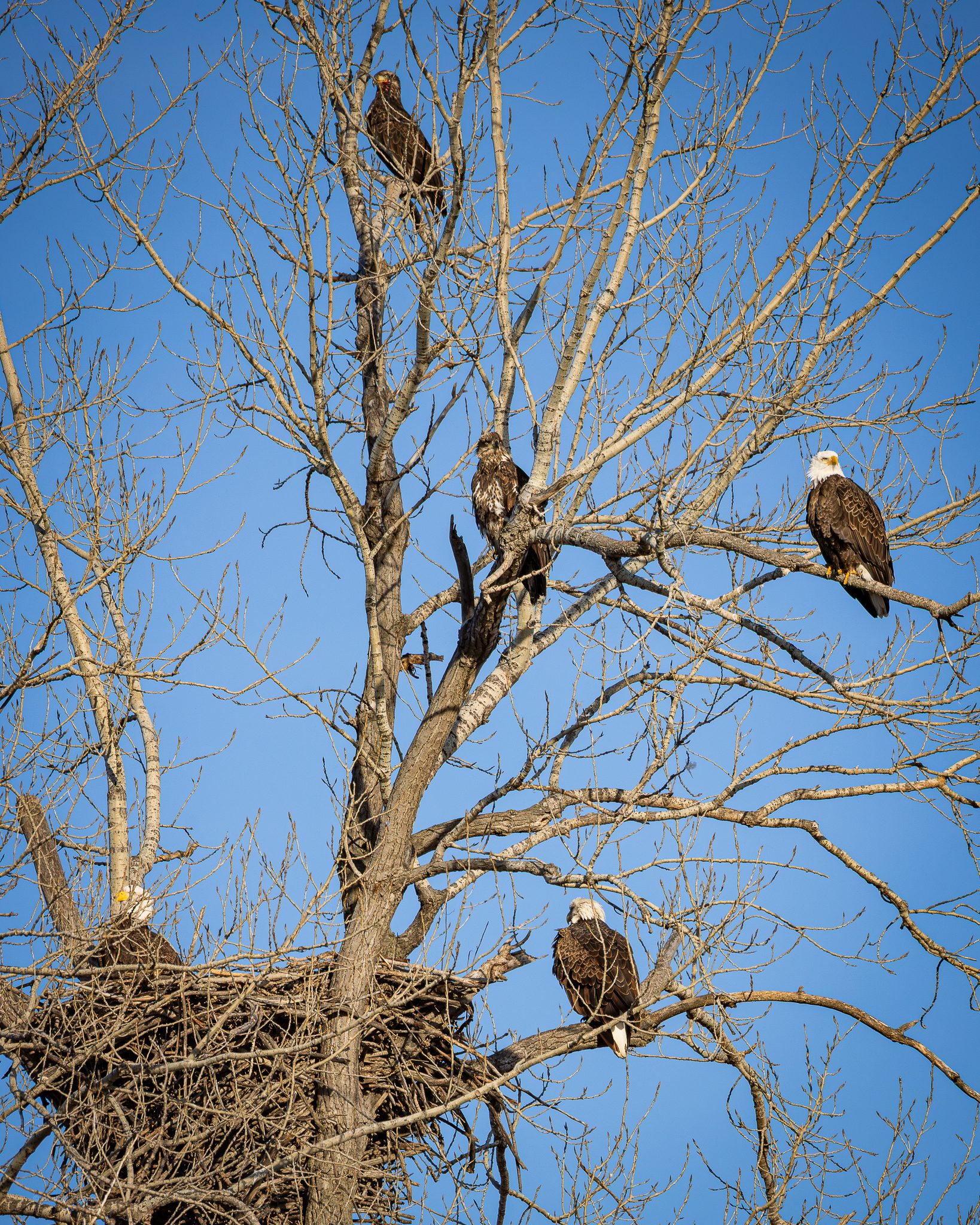 Five bald eagles perch throughout the bare branches of a tall winter tree surrounding a massive stick nest. Two adults with white heads and tails sit near the nest, while three darker juvenile eagles are spaced higher in the branches above. The large aerie dominates the lower left of the tree, its interwoven sticks silhouetted against a clear blue sky, illustrating a multi-age gathering of bald eagles at a shared nesting site in winter.
