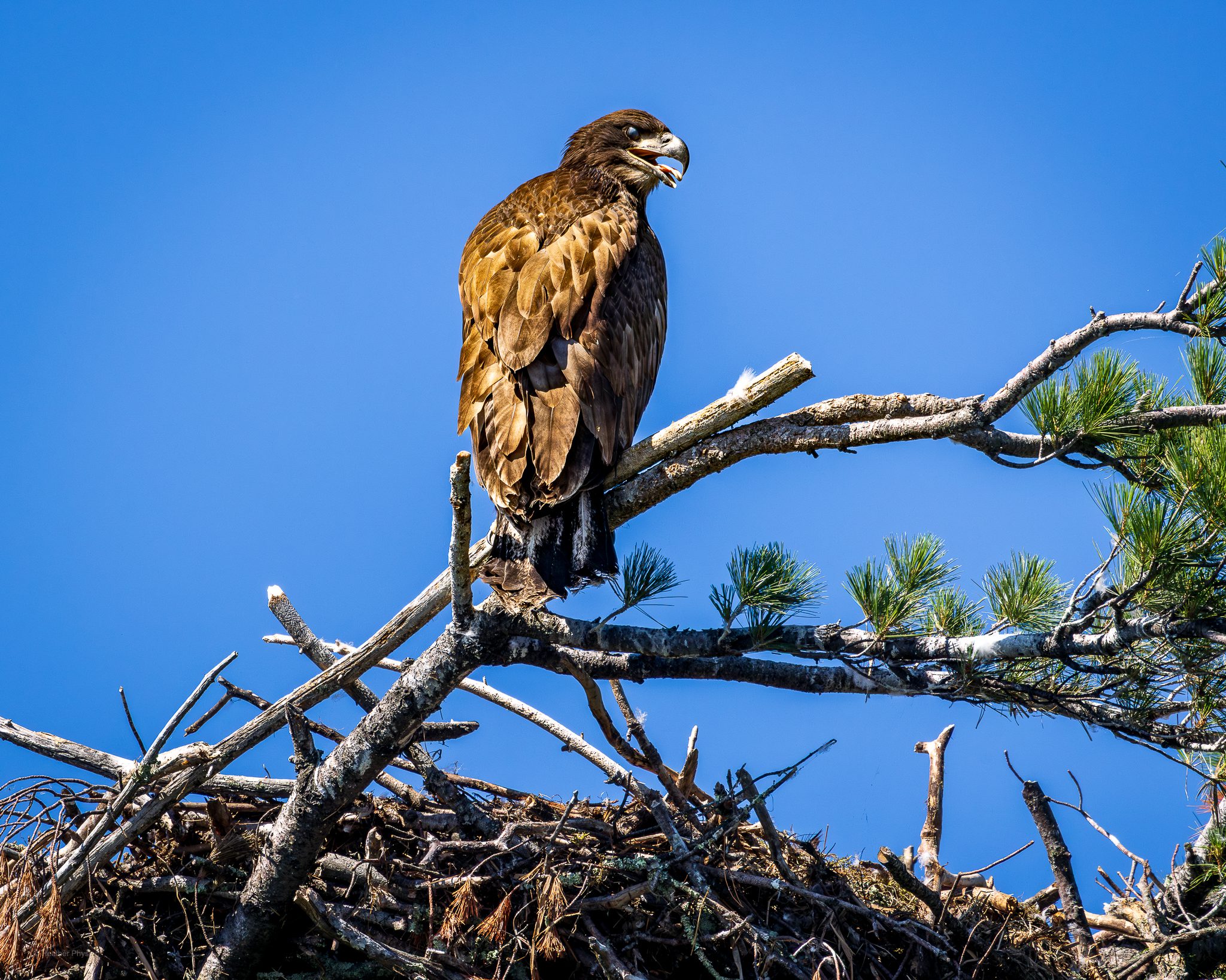 A juvenile bald eagle with dark brown plumage and a dark beak perches high on a thick pine branch above a large stick nest, or aerie, silhouetted against a clear, deep blue sky. The young eagle stands alert near the nest rim, surrounded by interwoven branches and fresh green pine needles, emphasizing the height and exposed structure of the treetop nest in a northern forest landscape.