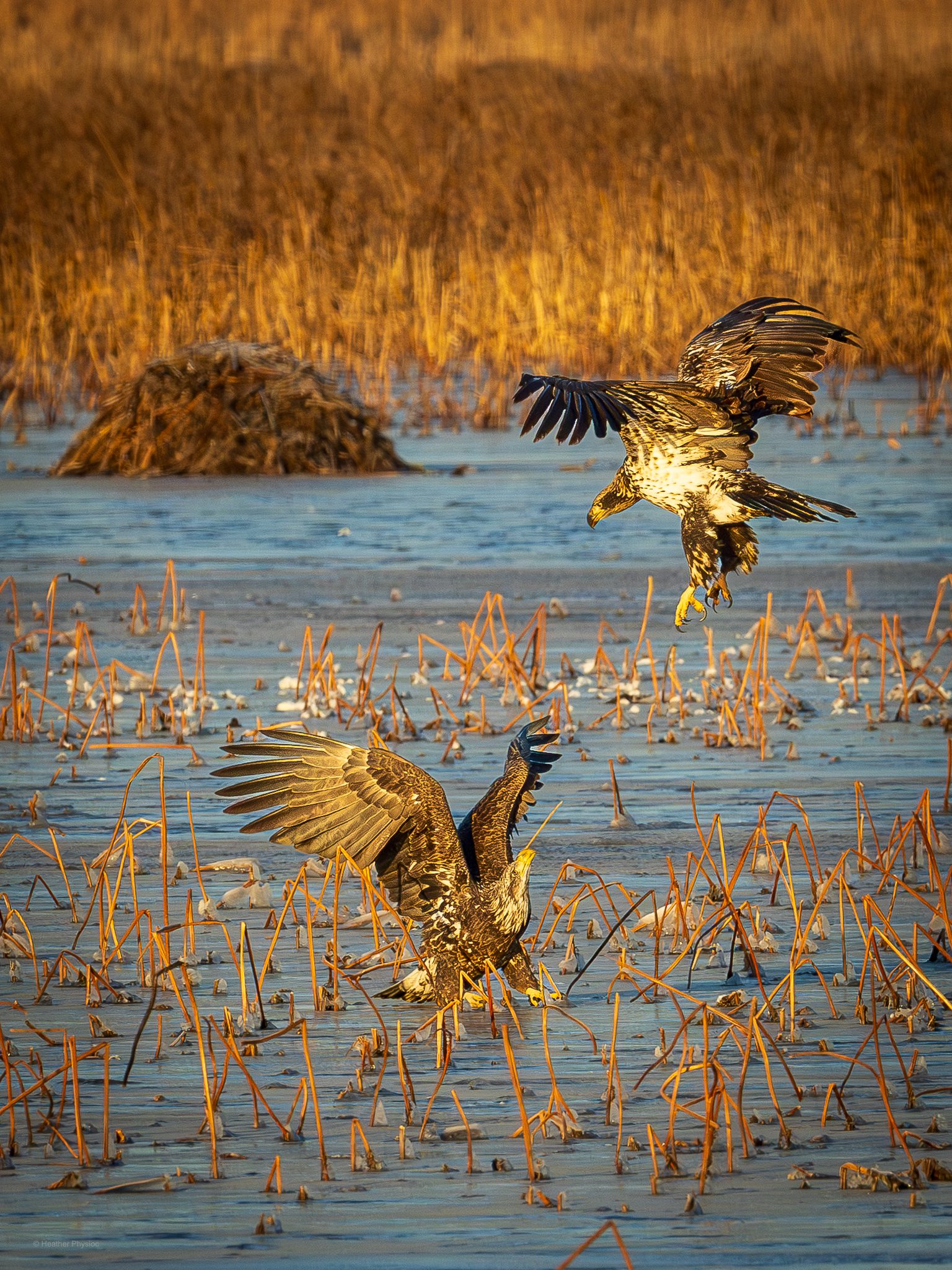 Two juvenile bald eagles descend toward a frozen marsh, wings spread wide as they maneuver over ice and dried cattail stems. One eagle lands on the ice with talons extended while the other hovers just above, backlit by warm golden light. A muskrat mound rises in the background, and the mottled brown plumage of the young eagles contrasts with the blue ice and amber grasses of the winter wetland.