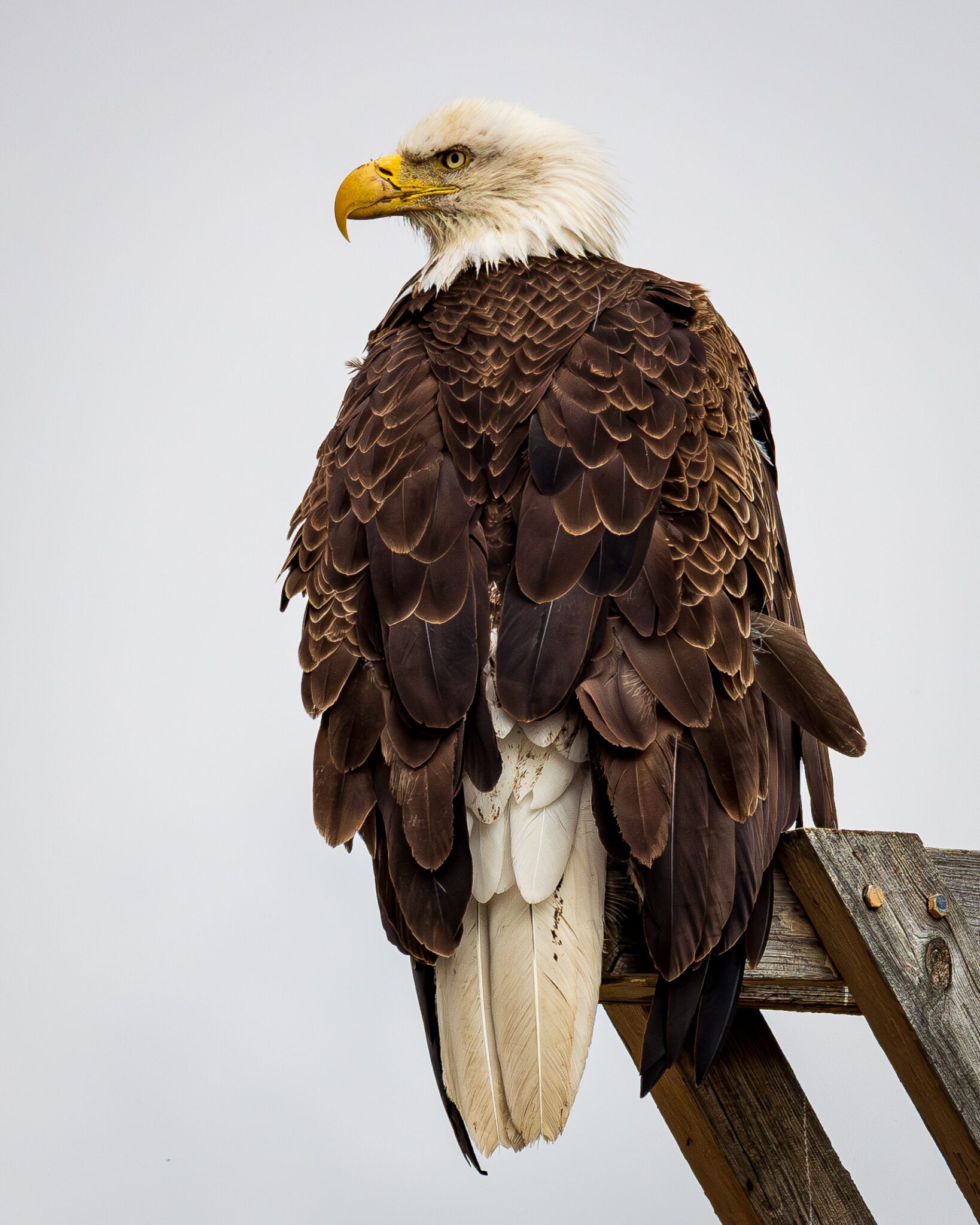 An adult bald eagle perches on a weathered wooden structure against a pale, overcast sky, shown from behind with its head turned in profile. The eagle’s white head and tail contrast with layered dark brown wing feathers, while its bright yellow hooked beak and sharp eye stand out as it looks off to the side, highlighting the powerful build and detailed feather pattern of a mature bird.