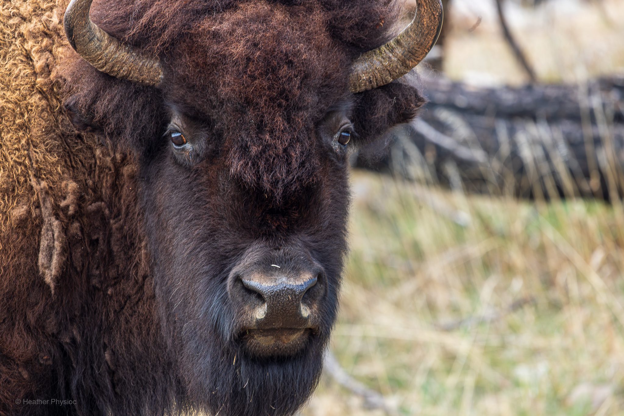 Headshot of an American bison facing directly into the camera