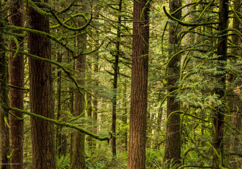 Curled, Damp, Mossy Branches of Trees on the Snoqualmie Falls Hike Near Seattle Washington