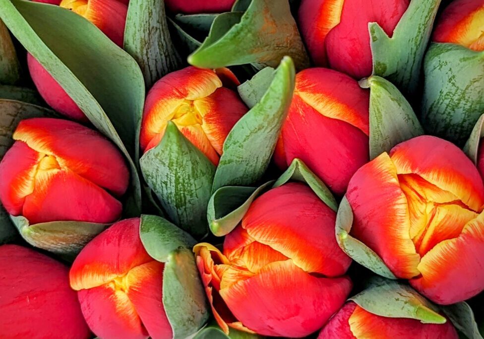 Dutch red and yellow tulip bouquet in the Netherlands