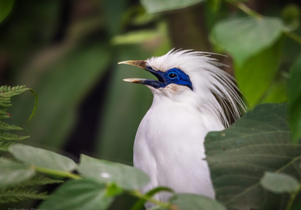 Side profile portrait of a critically endangered Bali starling, a nearly pure white tropical songbird with a blue patch around its eye and a feathered crest, surrounded by green leaves in a tropical environment, with its mouth open to sing