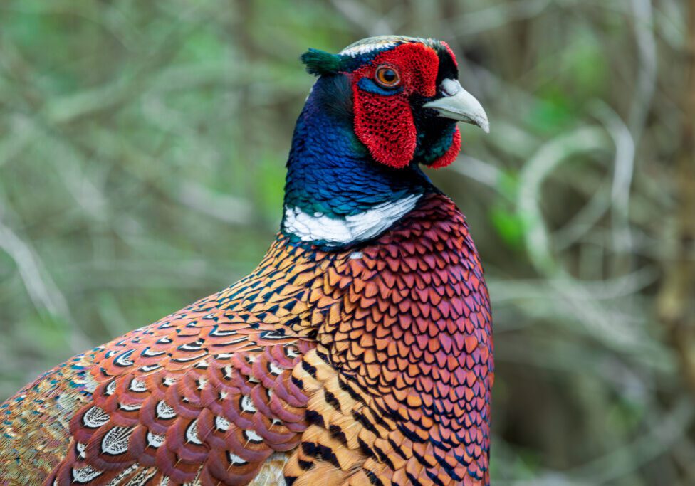 Colorful common pheasant in Kungsparekn, Malmö, Sweden