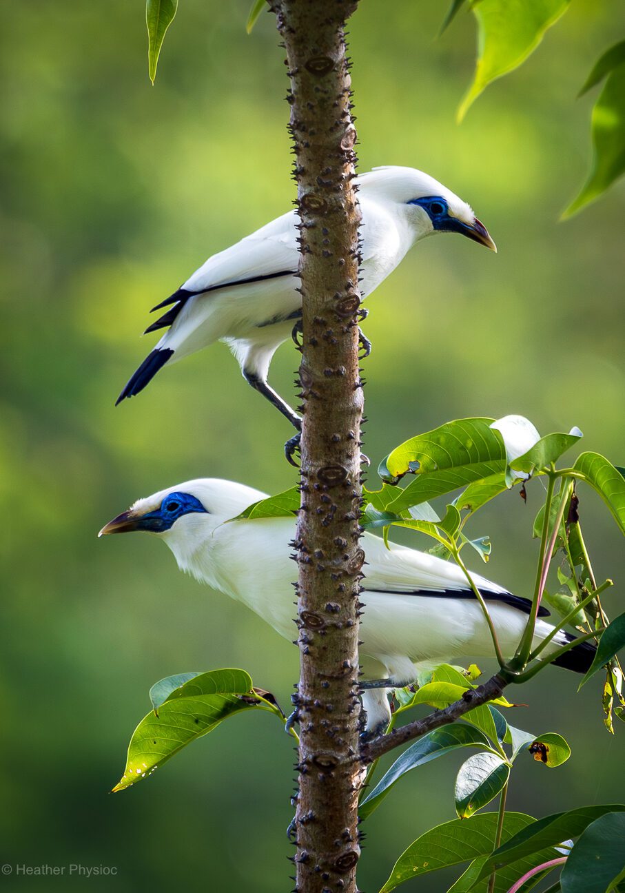 Two striking white Bali starlings cling to opposite sides of a slim, thorn-studded tree trunk. Their bright cobalt-blue facial skin encircles piercing black eyes, and fine black accents edge their wings and tails. Sunlight catches the sleek white feathers against a lush, blurred green backdrop of tropical foliage, underscoring their rarity and fragility in the wild.