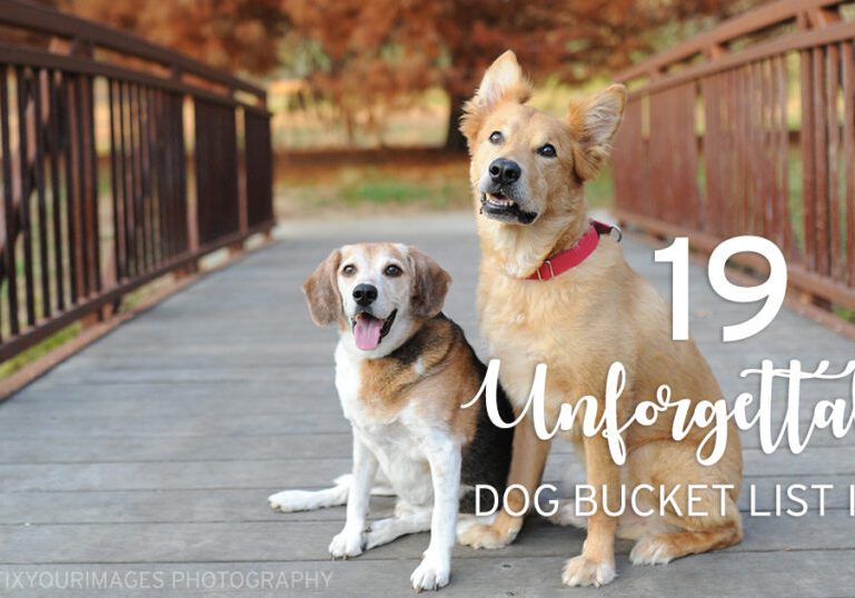 doggy-bucket-list-ideas-fb