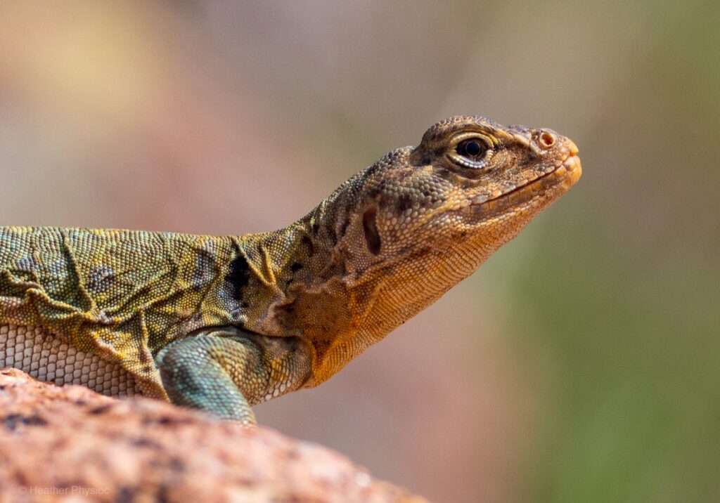 A close-up photograph of an Eastern Collared Lizard resting on a reddish rock. The lizard’s scaly skin shows intricate textures in shades of green, yellow, and tan, with a bold black collar marking on its neck. Its head is raised slightly, the eye sharply in focus, with the background softly blurred in warm tones of beige and green.