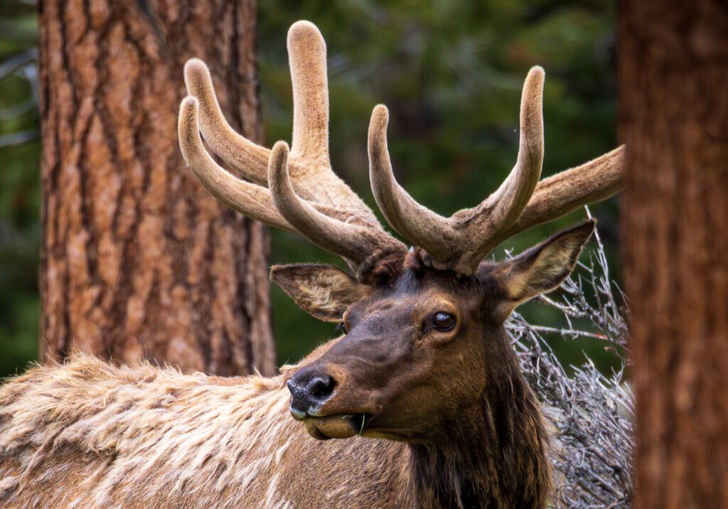 A bull elk stands among pine trees in Rocky Mountain National Park in May. Its antlers are covered in brown velvet, indicating new growth, and its coat is thick with brown winter fur.