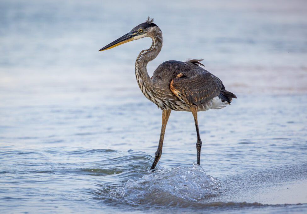 great-blue-heron-wades-gulf-of-mexico-gulf-shores-kctrvlr