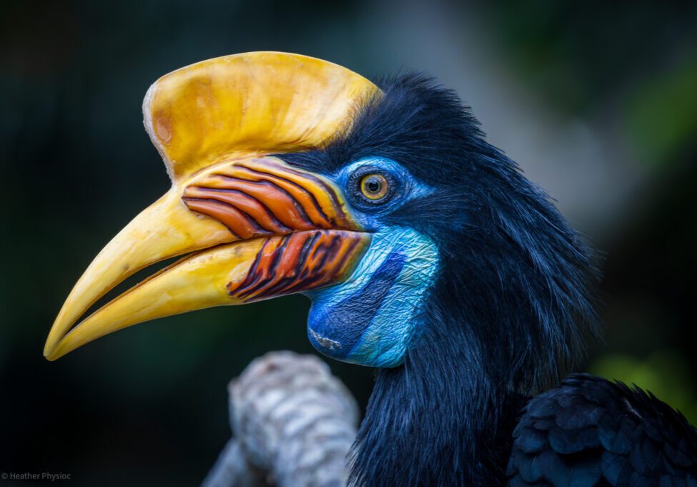 Indonesian Knobbed Hornbill