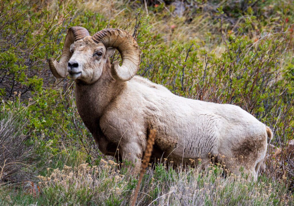 A lone male bighorn sheep ram stands in profile among dense shrubs and grasses in Rocky Mountain National Park, his thick, muscular body partially turned to reveal his powerful frame. His fur is a dusty beige with subtle patches of darker brown along his chest and legs, and his massive horns curl in wide, full spirals from the top of his head, deeply ridged with years of growth. The ram’s strong jawline and broad snout give him a dignified, almost regal appearance, while his dark eyes gaze calmly ahead, scanning the terrain. Surrounding him is a tangle of green-leafed bushes, dry grasses, and faded wildflowers in an early spring or late autumn landscape. The setting is quiet and wild, evoking the rugged, solitary strength of the high-altitude wilderness he calls home.