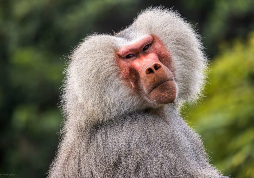 Male hamadryas baboon portrait at the San Diego Zoo