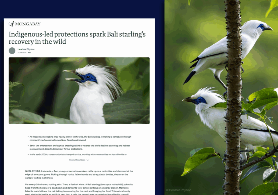 Screenshot of Heather Physioc’s Mongabay feature titled “Indigenous-led protections spark Bali starling’s recovery in the wild,” showing a Bali starling with white plumage and vivid blue facial skin perched among green leaves, alongside a companion image of two Bali starlings on a slender tree branch in a lush Indonesian forest, illustrating the species’ recovery in Nusa Penida.
