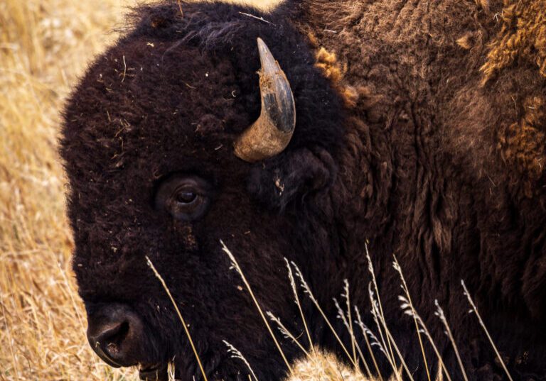 Side profile of a plains bison at Custer State Park in the Black Hills of South Dakota