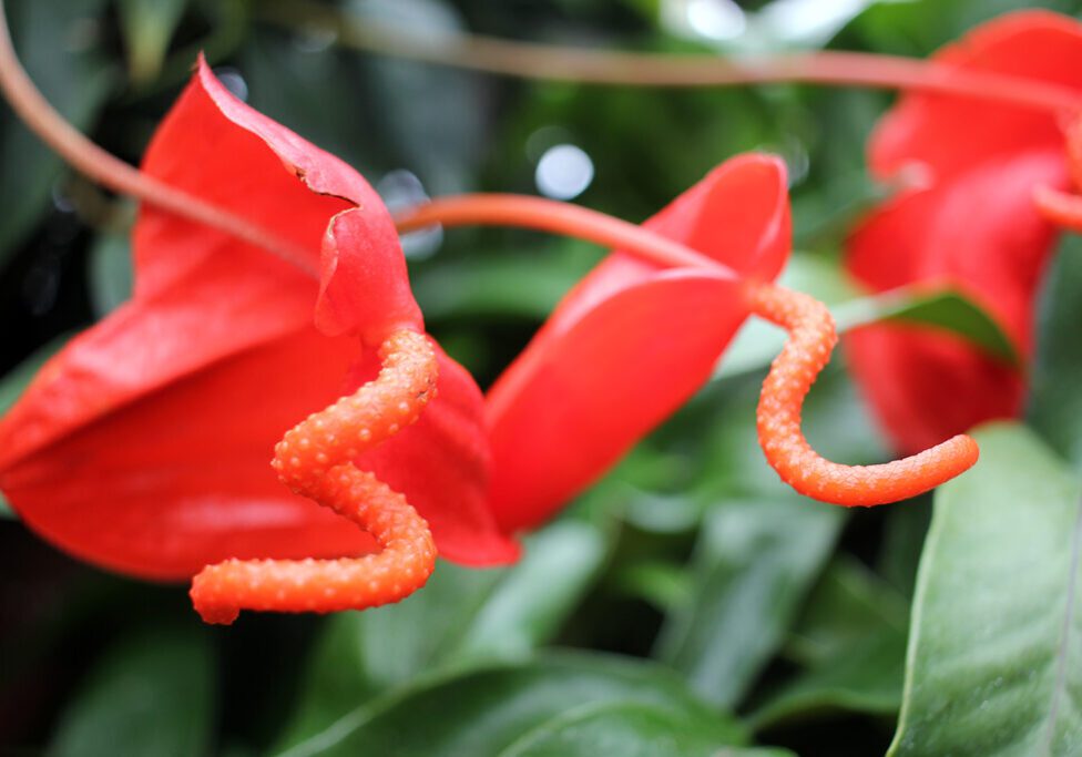 Two Red Anthurium Scherzerianums at Volunteer Park Conservatory in Seattle
