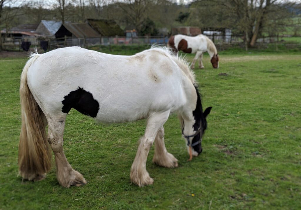 Shire Horses Grazing in the Cotswolds, Gloucestershire, UK