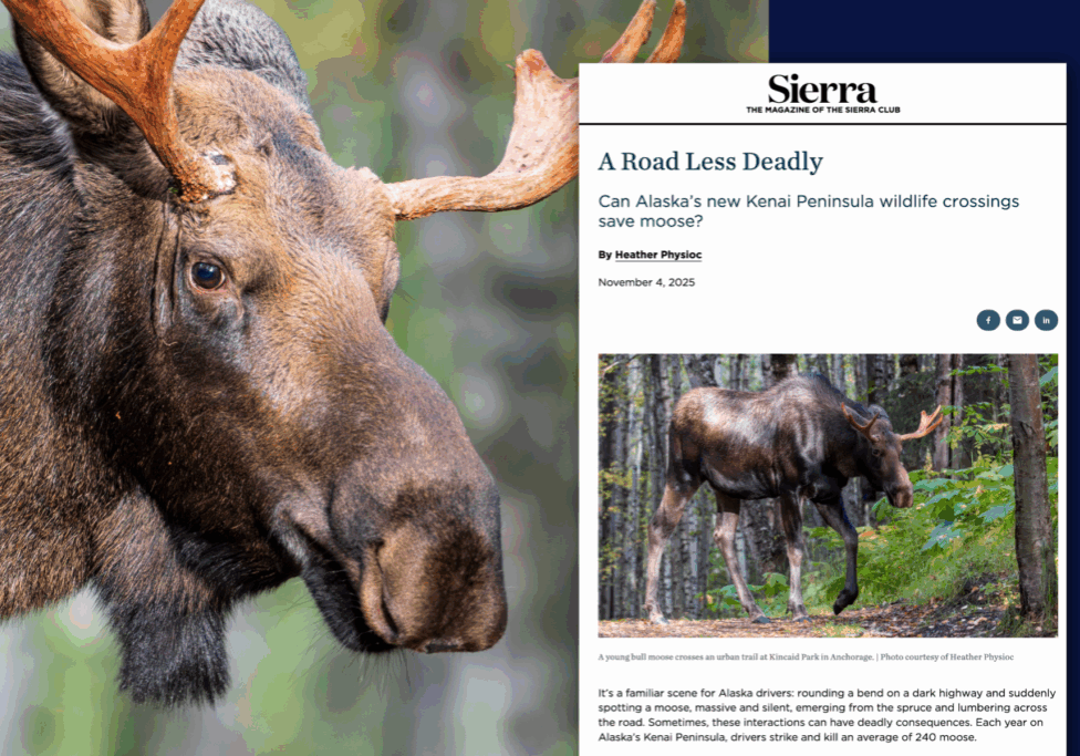 A close-up of a bull moose alongside a screenshot of Heather Physioc’s Sierra Magazine feature, “A Road Less Deadly,” about Alaska’s Kenai Peninsula wildlife crossings designed to reduce moose-vehicle collisions.