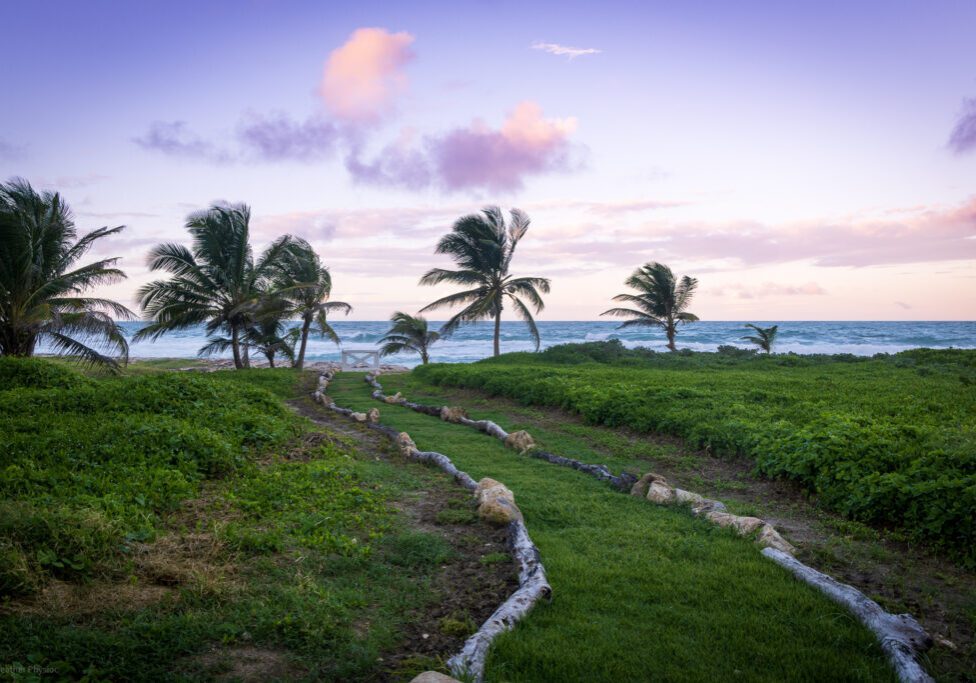 Palm trees and Atlantic sunset in tropical paradise near Bathsheba in St. Joseph, Barbados - photo by Heather Physioc