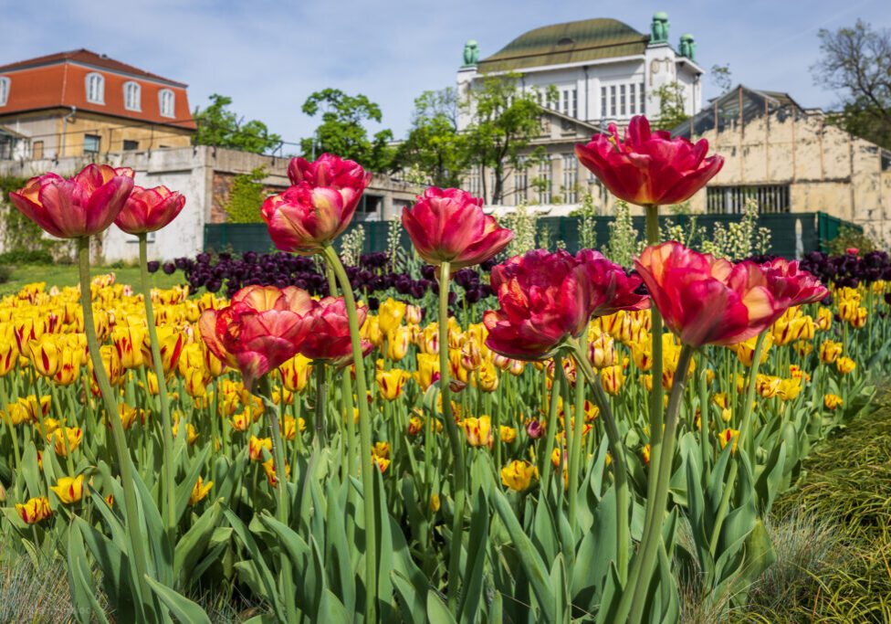 zagreb-botanical-garden-tulips-heather-physioc
